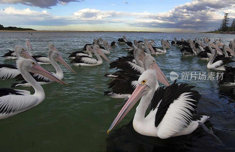 鹈鹕(Pelecanus conspicillatus)